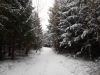 DSCN0153_w