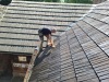 Zastřešení - nátěry 9.8. - 17.8.2025
