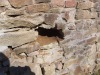 IMG-20250404-WA0011